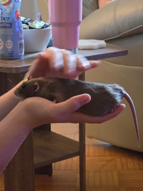 Jimily is over overweight!