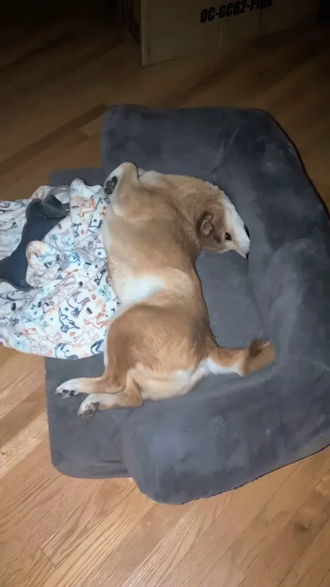 Shiba malfunction, rebooting... nope, still broken