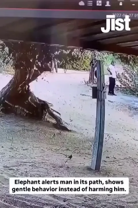 Elephant alerts a man in it's path instead of harming 