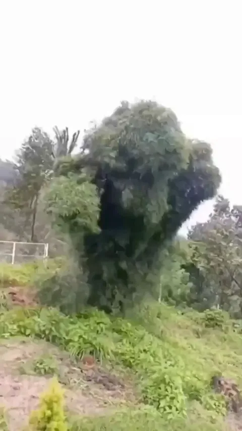 🔥 "Dancing" tree of Sumatra, Indonesia