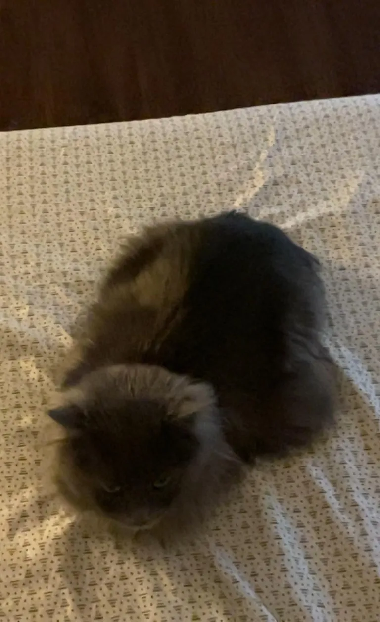 Meet my only nephew, Harry. My nieces are all humans lol.