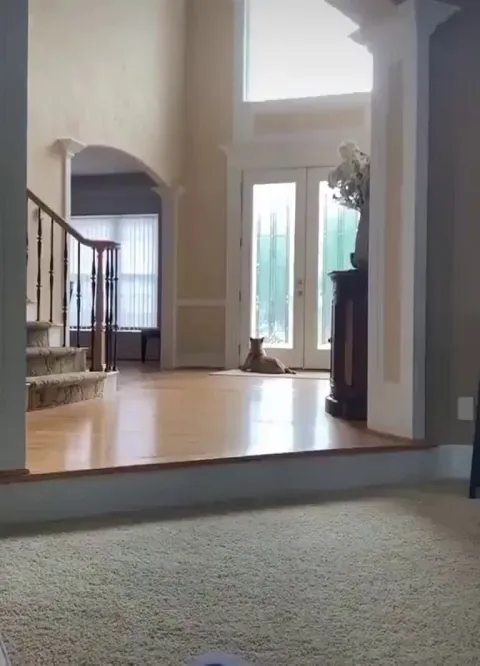 That dog doesn't care no matter what.