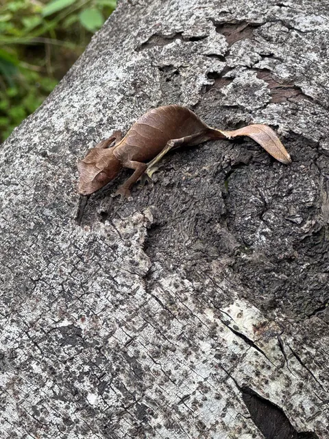 madagascar is goddamn epic