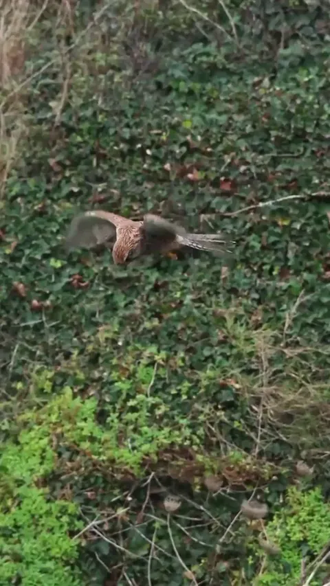 🔥The ability of this kestrel bird to stay in one place for a long period of time.