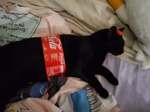 Im curious, does it mean somthing when your cat is constantly following you