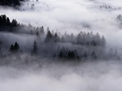 Fog and Firs, Oregon, USA. [OC][5184x3888]