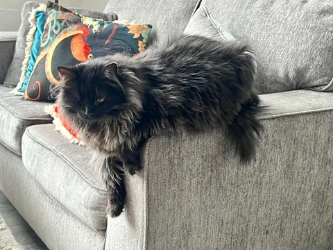 It’s Momo’s gotcha day!