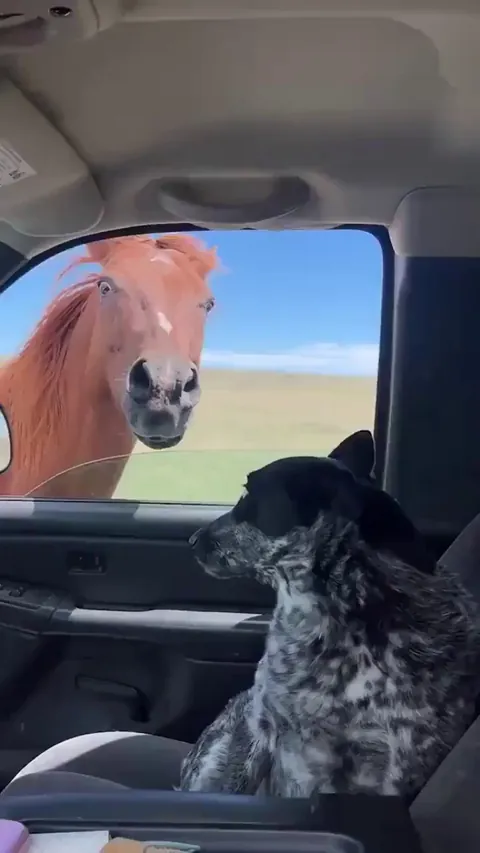 Dog first time seeing a horse.