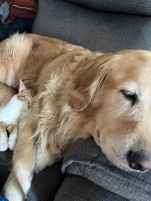 JimJim loves his Clover dog