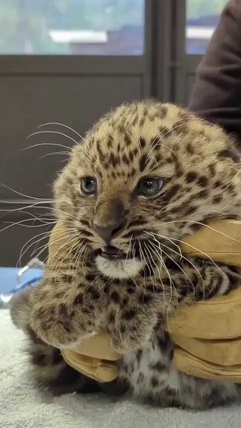 Meet baby Amur leopard, getting her checkup at the vet. Amur leopard cubs are extremely rare and one of the world's most endangered big cat species. Found in the forests of eastern Russia and northeastern China, the wild population of these leopards has dwindled to fewer than 100.
