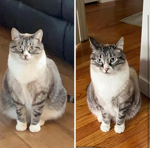 My Cat’s Weight Loss Journey!