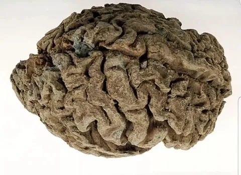 The Swedish warship Vasa sunk in 1628, only 1,300m into her maiden voyage. Not only was the ship salvaged nearly intact, but so were the remains of the people on board, including a sailor's brain