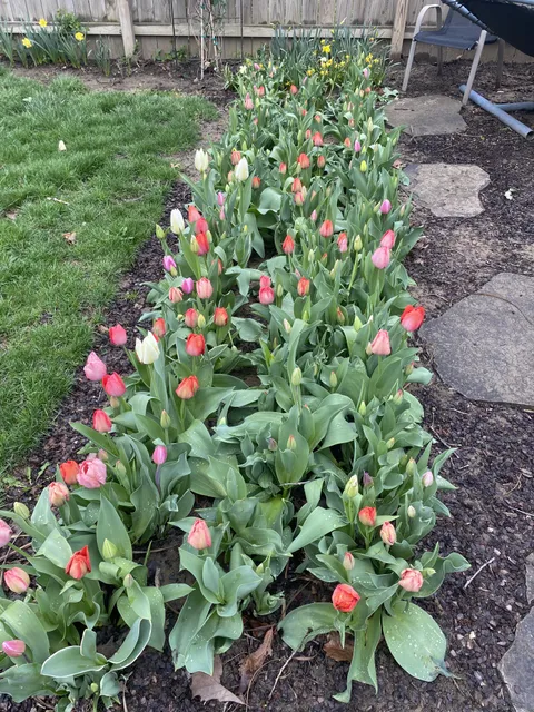 Tulips
