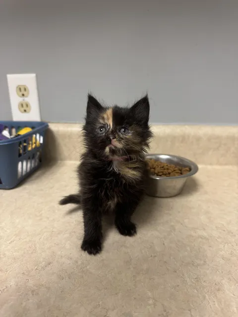 One of the new babies at the humane society I volunteer at!