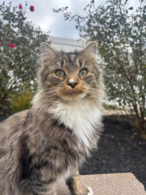 This floof has been sleeping in my garage for the past week or so.