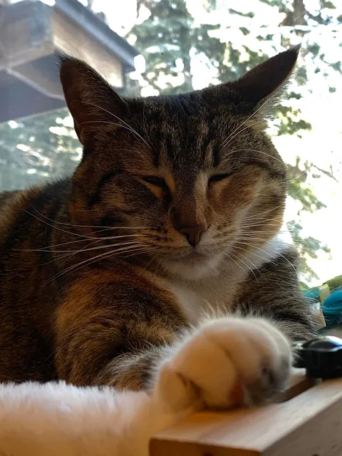 My Aunt passed away, now I have a cat.