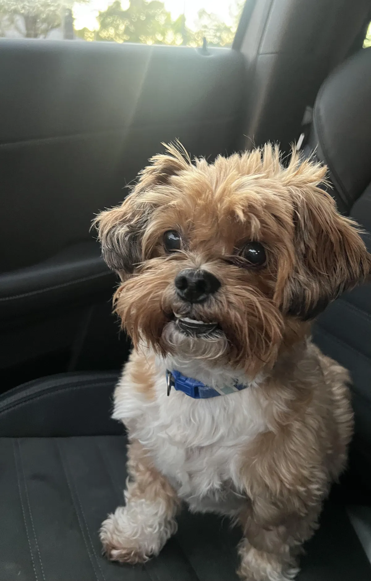 He loves car rides 🥰 [OC]