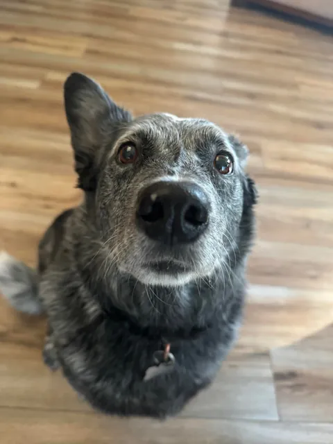 Jack is a very hard-working, handsome boy who herds chickens for a living.