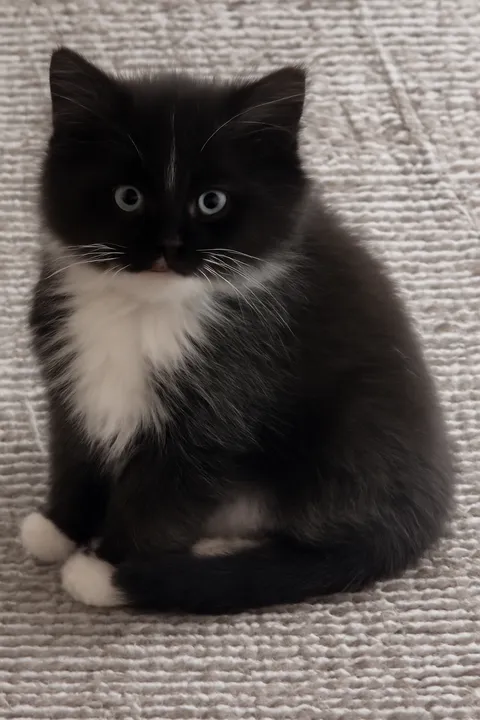 distinguished potato