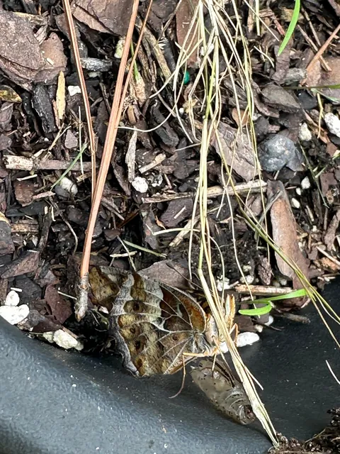 Accidental Butterfly Sanctuary