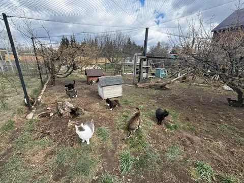 I spent Easter Monday at the cat hospice and have no regrets