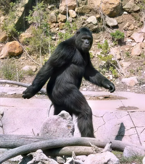 Bigfoot upscaled with AI