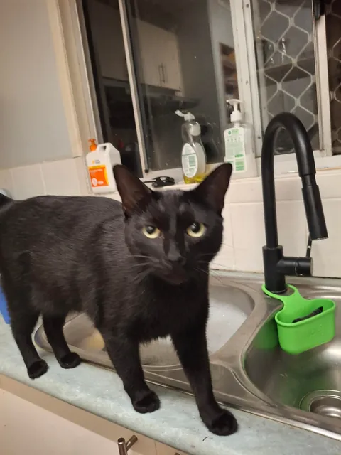 Im curious, does it mean somthing when your cat is constantly following you