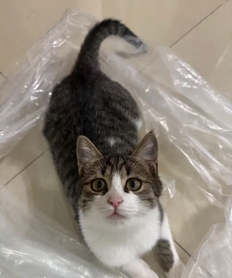 Saw a stray cat after work now it has a home 😊😊