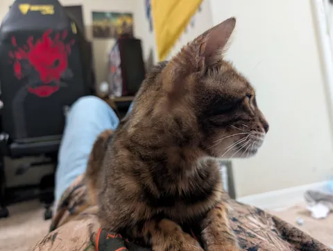 I had to send my old man over the rainbow bridge today, he was the best cat I ever had.