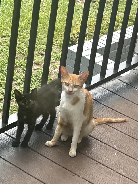 I have been feeding this stray cat for a few months now, but she always seemed dislike me/barely tolerate me. Today she introduced me to her kitten.