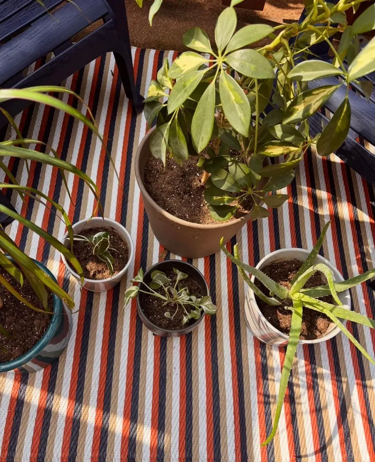 cozy chronicles - my life in stillness