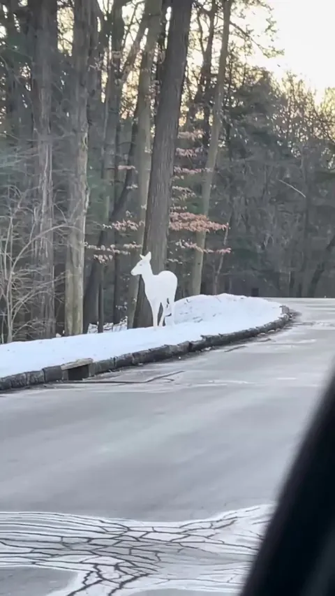 A very rare white deer. Like a spirit woven from winter’s breath .