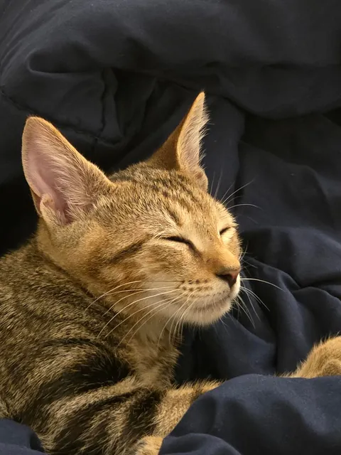 Meet Dash, my first pet ever 😺