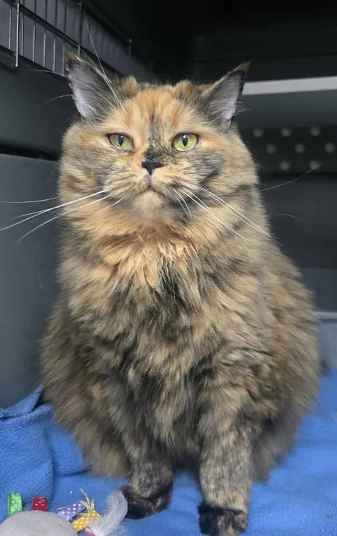 Amandine from our shelter is 100% tortitude.