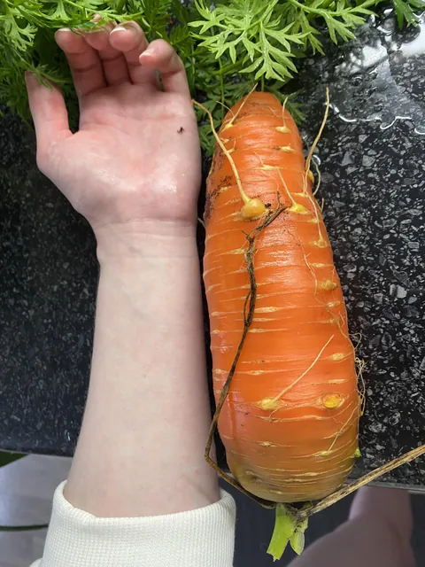 Huge carrot I just pulled out of my garden