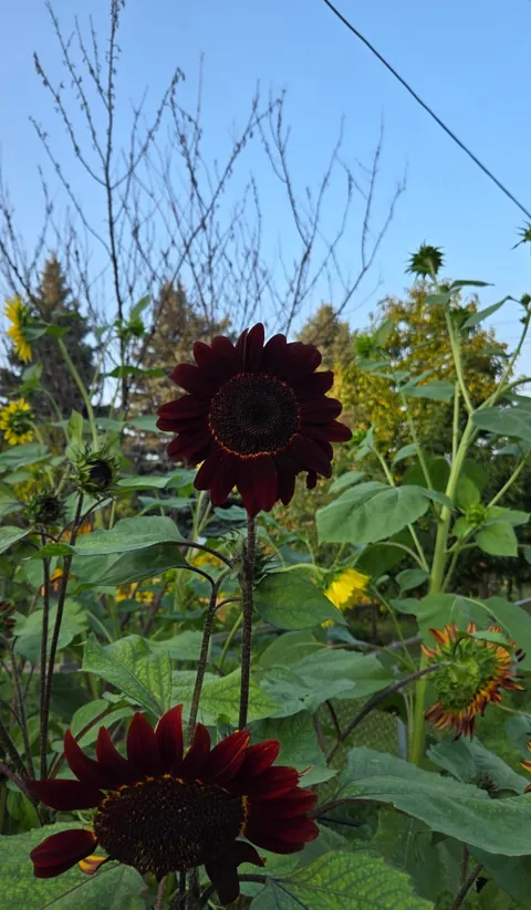 Transformed a small space behind my garage into my dream garden🌻2023 vs. 2024 