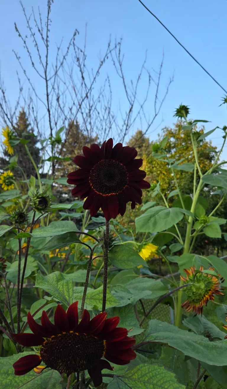 Transformed a small space behind my garage into my dream garden🌻2023 vs. 2024 