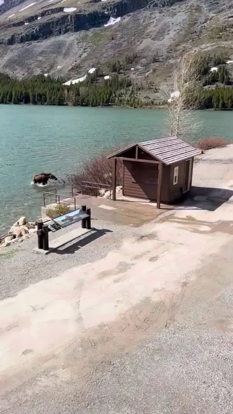 Moose around and find out!