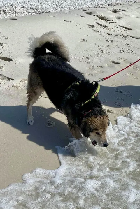 Elliot doin’ a heckin’ bork at the ocean