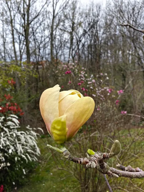 Magnolias in my Serbian garden
