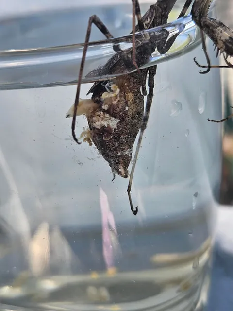 3rd update to parasite filled mantis!