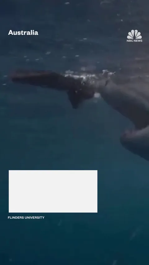 Shark bite-resistant wetsuits could cut severe injuries