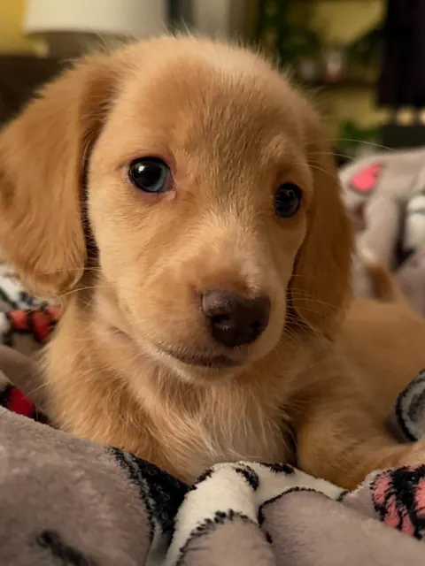 Our New Baby Pup Willow