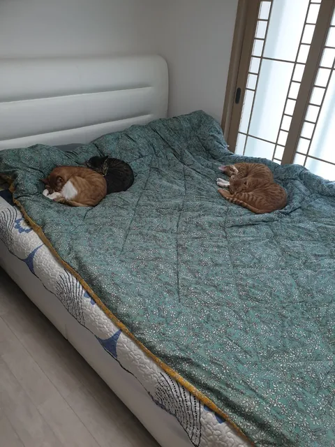 There's no room for me to lie down