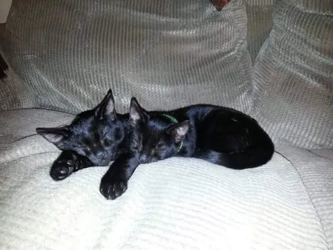 A tribute to my special boy, Blackjack 💔