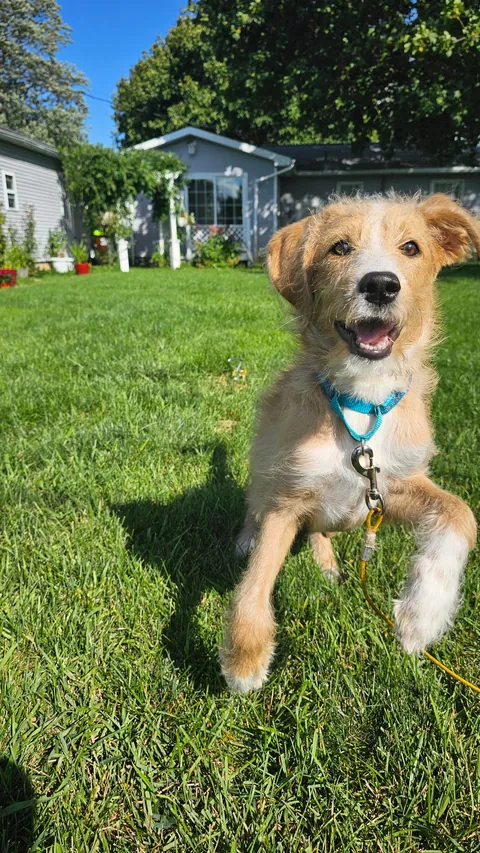 Our Skye puppers🥰