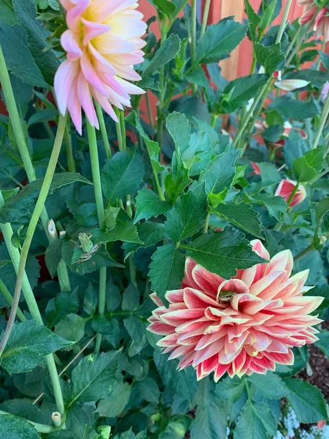 Attention all frogs ‼️ there’s a party in my garden and you’re invited 💌