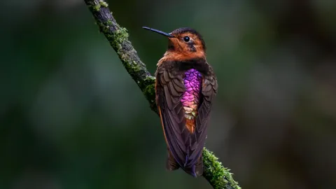 🔥Birds of Colombia are absolutely spectacular. Finishing a 2 week photo tour from Cali to Medellin.