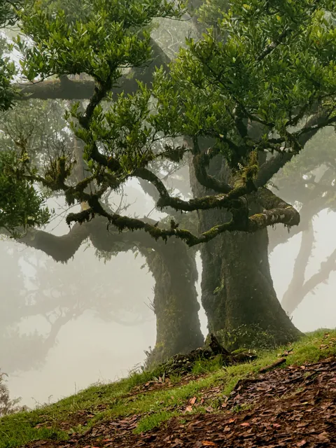 ITAP of an old mossy tree in the fog