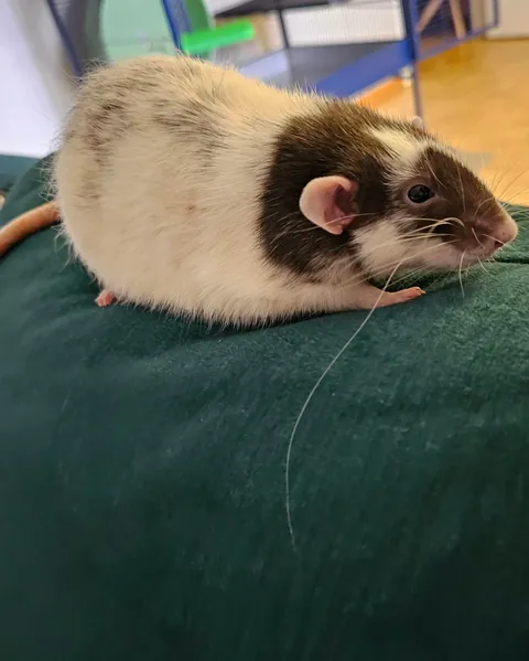 Pepe has 1 extremely long whisker